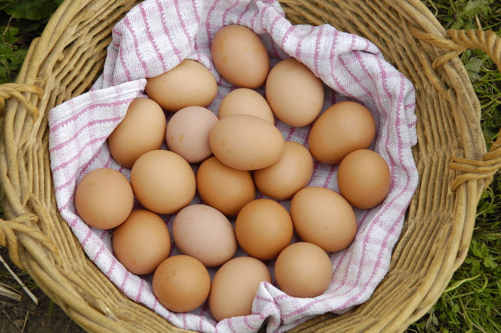 Basket of fresh eggs