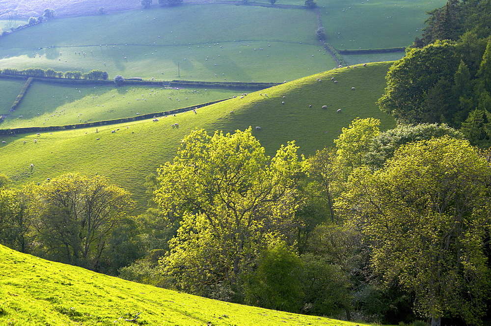 Landscape in Powys, Wales, United Kingdom, Europe 