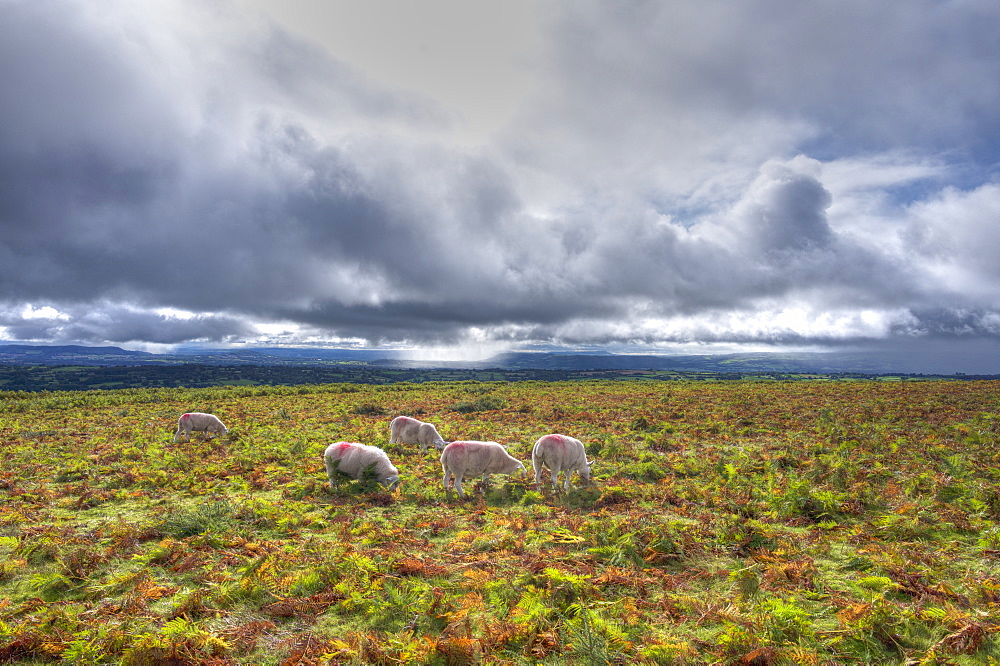 By the Offa's Dyke long distance footpath on Hergest Ridge, Herefordshire, England, United Kingdom, Europe