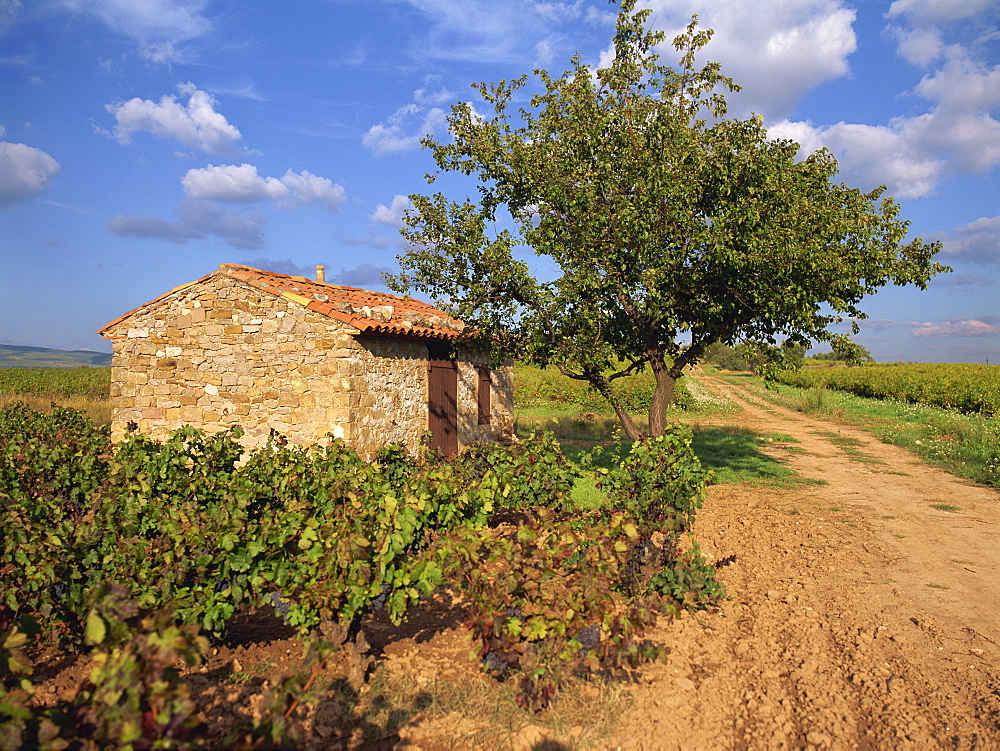 Vines surround a stone building in a vineyard in Provence, France, Europe