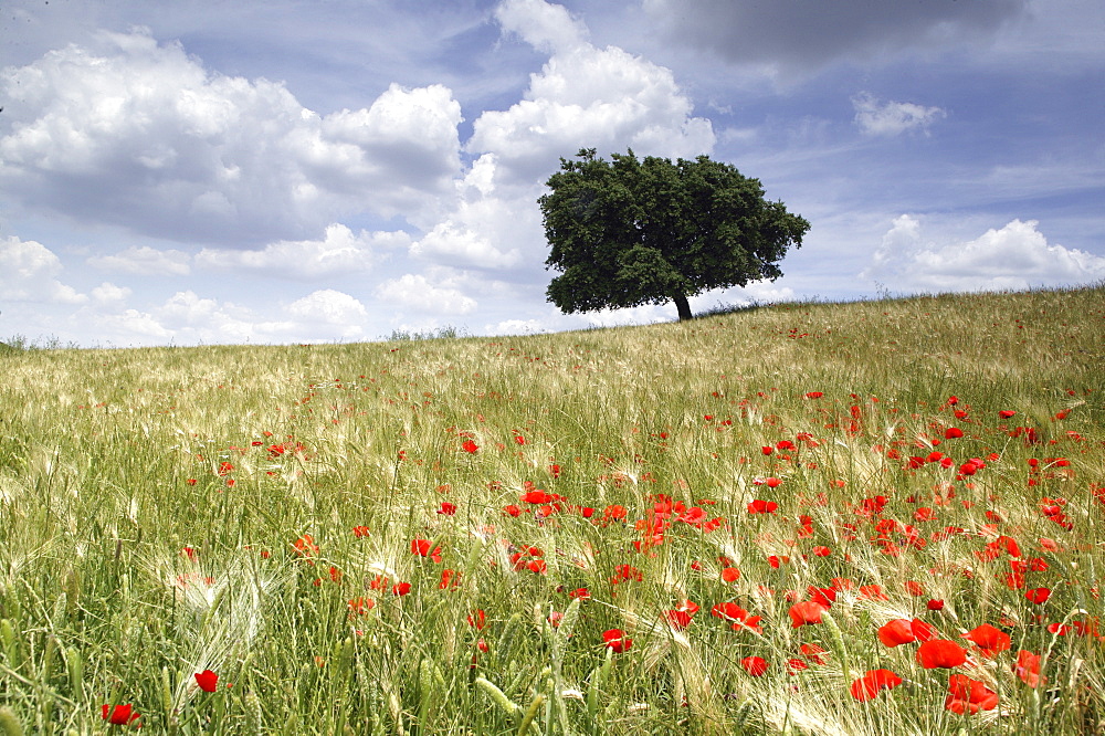 Spring poppies and lone tree, Andalucia, Spain, Europe