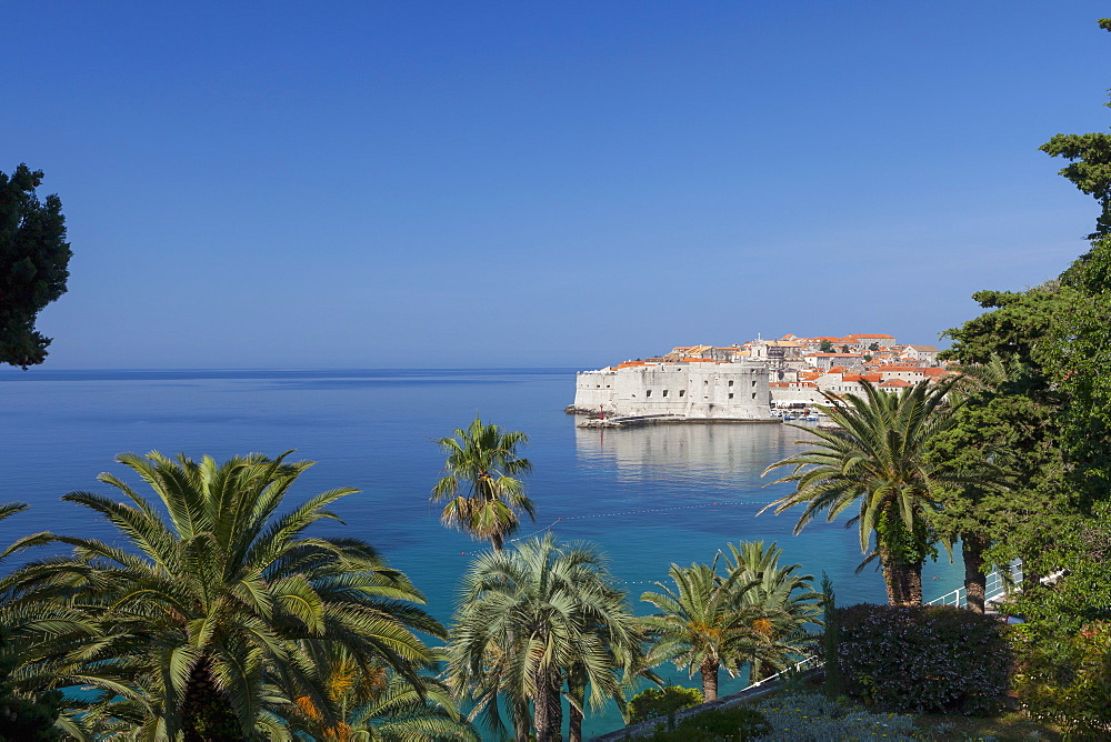 View of city across the sea and through palm trees, Dubrovnik, UNESCO World Heritage Site, Dalmatian Coast, Croatia, Europe 