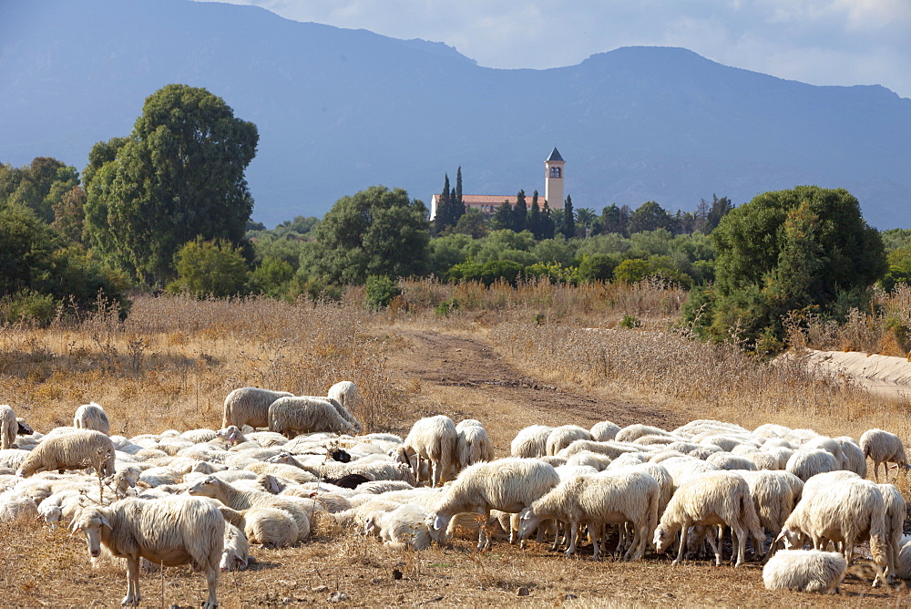 Flock of sheep near Pula, Cagliari Province, Sardinia, Italy, Mediterranean, Europe