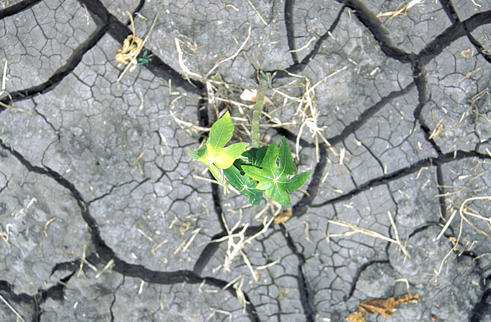 Papaya plant in sunbaked soil, Sekota, Ethiopia, Africa