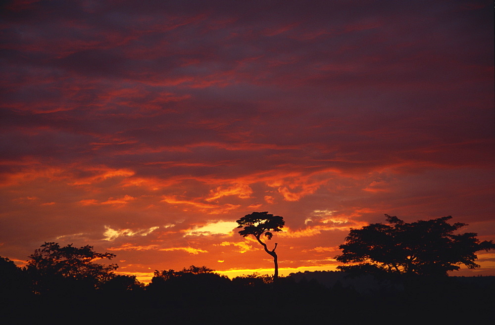 Silhouette of African trees at sunrise, Uganda, East Africa, Africa