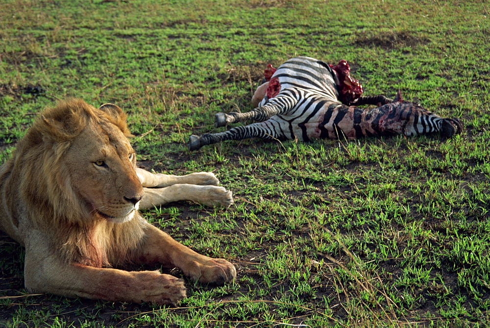 Lion guards his freshly caught zebra, Masai Mara National Reserve, Kenya, East Africa, Africa