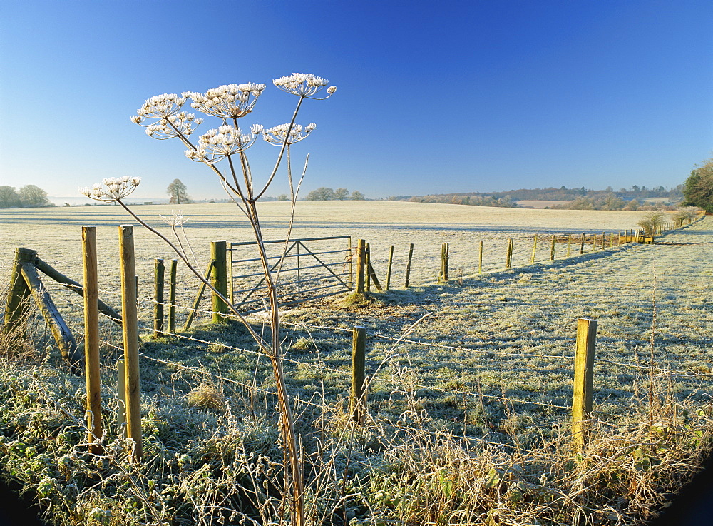 Frosty rural landscape, frozen umbellifer and frost covered fields on a clear winters morning in rural Surrey, Puttenham, Surrey, England, United Kingdom, Europe