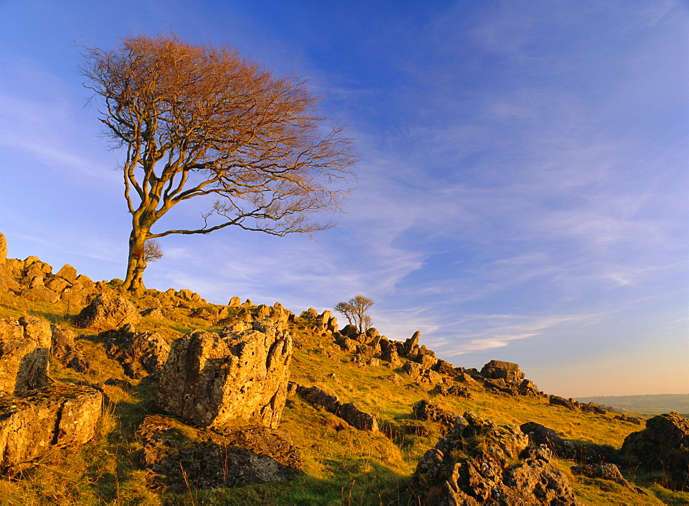 Bare tree on stony outcrop, Parwich, Hartington, Peak District National Park, Derbyshire, England, UK, Europe