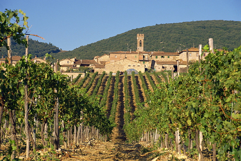 Vineyard in the Chianti Classico region north of Siena, Tuscany, Italy, Europe