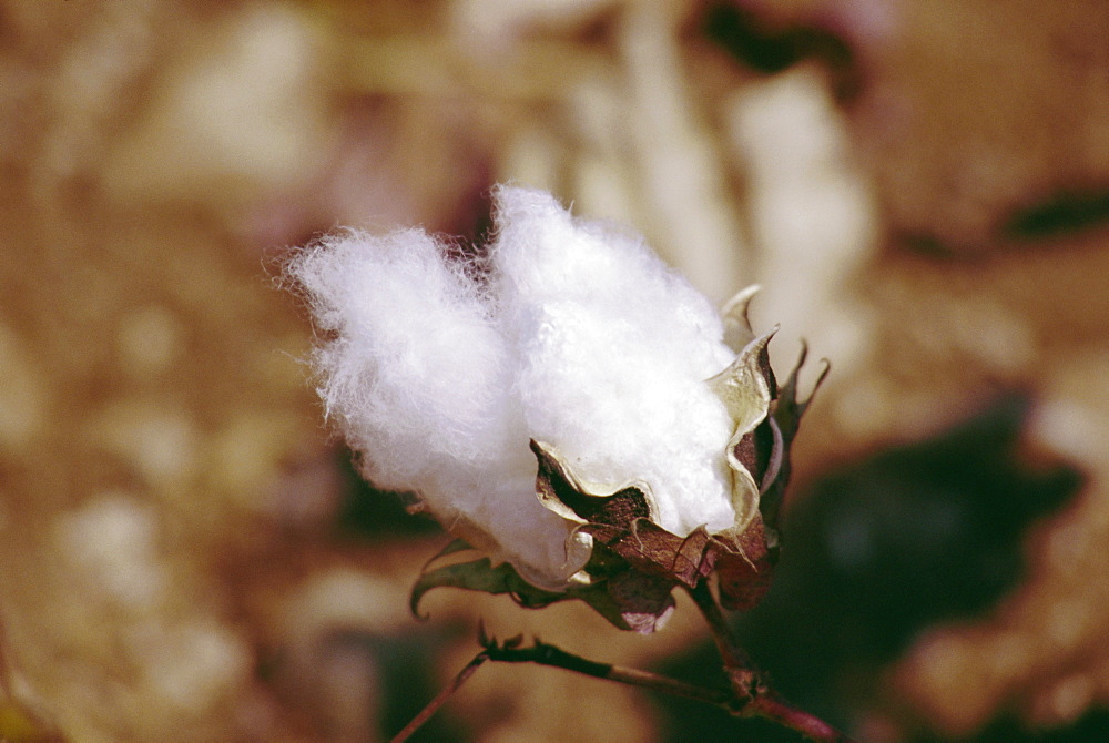 Close-up of a cotton bud, Turkey