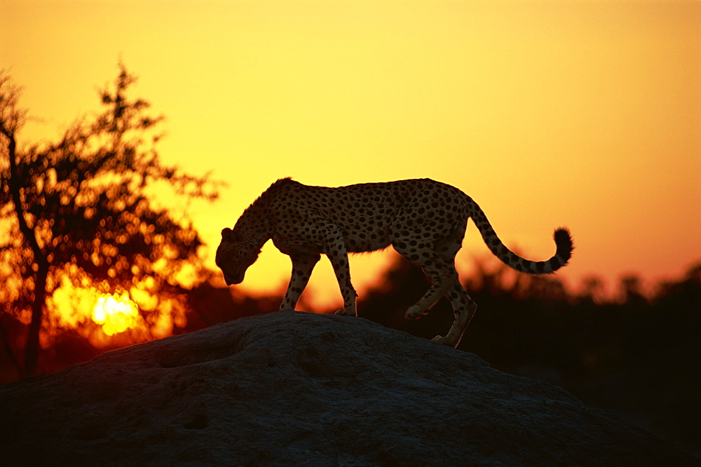 Cheetah (Acinonyx jubatus), Okavango Delta, Botswana, Africa