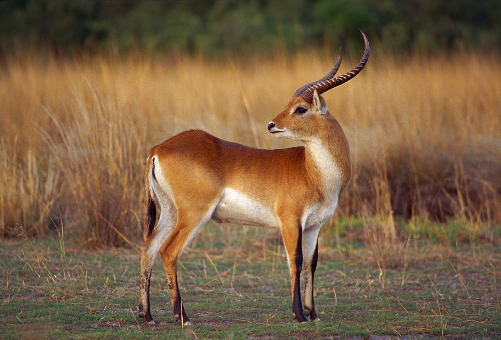 Close-up of a red lechwe (Kobus leche), Okavango Delta, Botswana, Africa