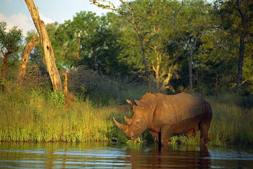 A single square-lipped or white rhinoceros (Ceratotherium simus) standing in water, Kruger National Park, South Africa, Africa