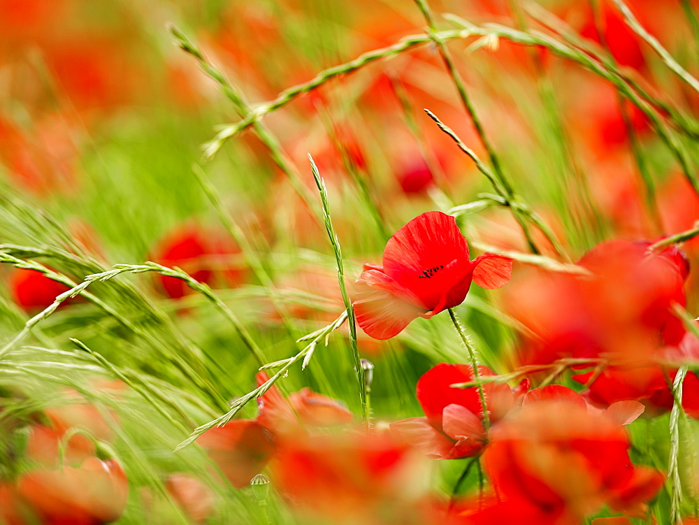 Poppy field, Figueres, Girona, Catalonia, Spain, Europe 