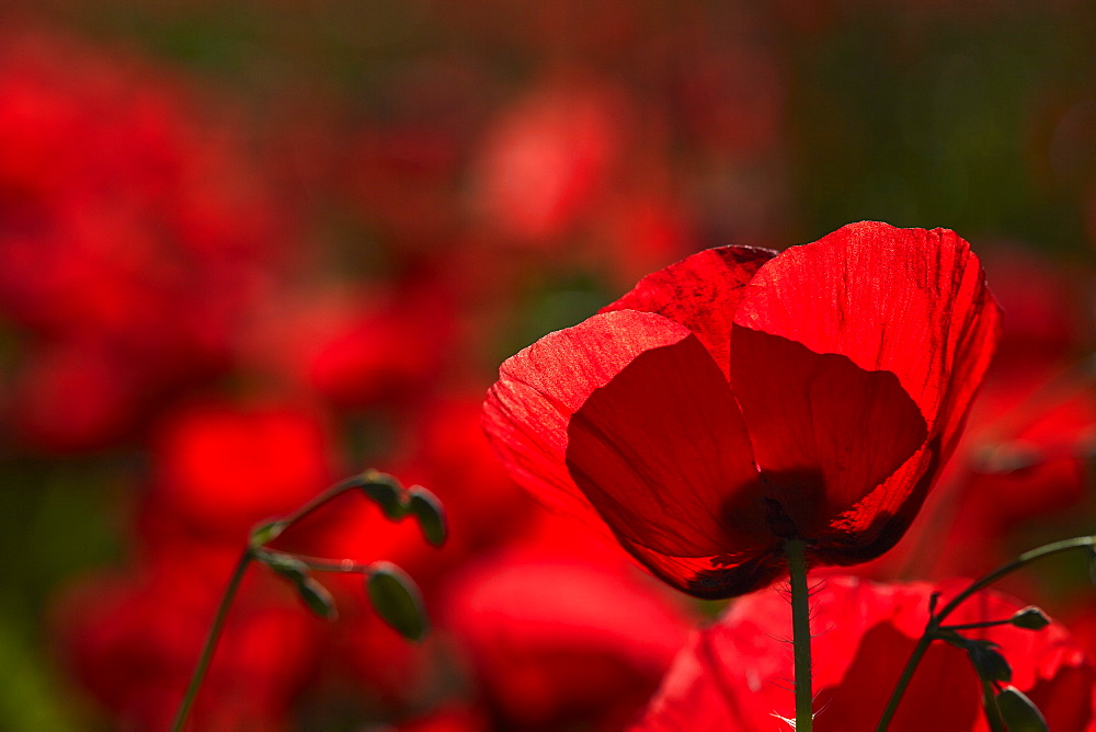 Poppy field in The Alberes, Languedoc-Roussillon, France, Europe 