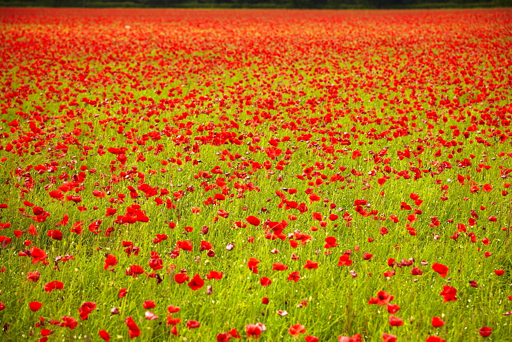 Poppy field, Newark, Nottinghamshire, England, United Kingdom, Europe 