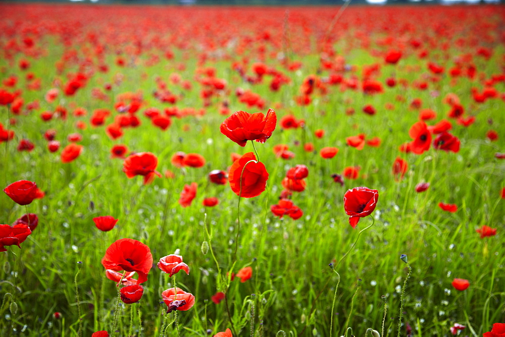 Poppy field, Newark, Nottinghamshire, England, United Kingdom, Europe 