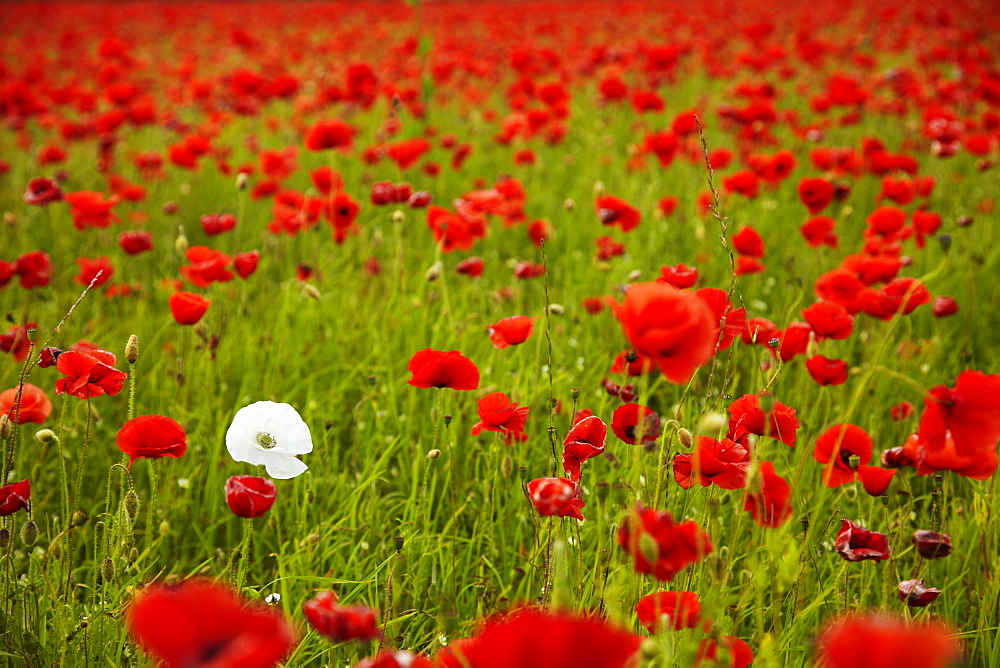 Poppy field, Newark, Nottinghamshire, England, United Kingdom, Europe 