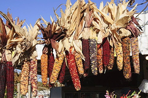 Indian ornamental corn, The Hamptons, Long Island, New York State, United States of America, North America