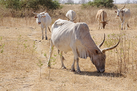 Brahman cattle, Senegal, West Africa, Africa