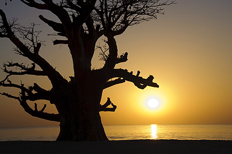 Baobab tree, Sine Saloum Delta, Senegal, West Africa, Africa