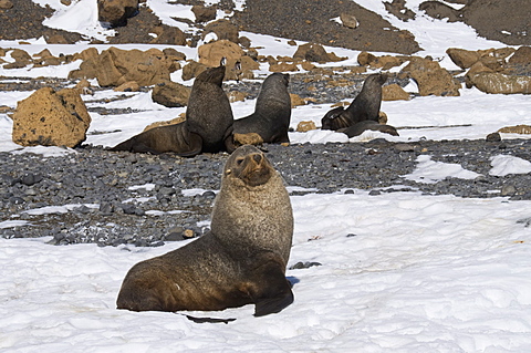 Fur seals at Brown Bluff, Antarctic Peninsula, Antarctica, Polar Regions