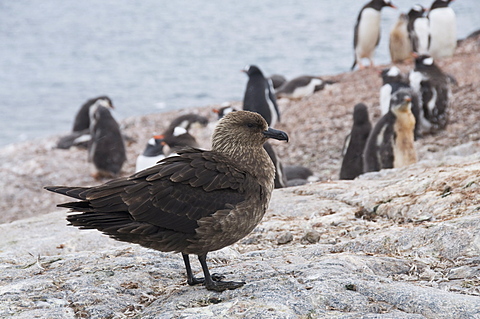 Brown skua, Cuverville Island, Antarctic Peninsula, Antarctica, Polar Regions