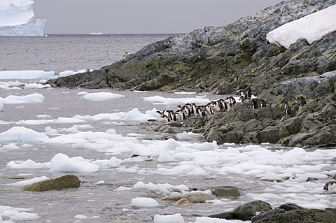 Gentoo penguin, Cuverville Island, Antarctic Peninsula, Antarctica, Polar Regions