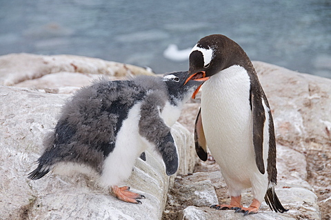 Gentoo penguin feeding chick, Neko Harbour, Antarctic Peninsula, Antarctica, Polar Regions