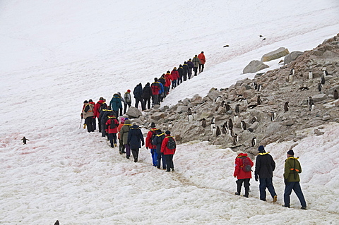 Neko Harbour, Antarctic Peninsula, Antarctica, Polar Regions