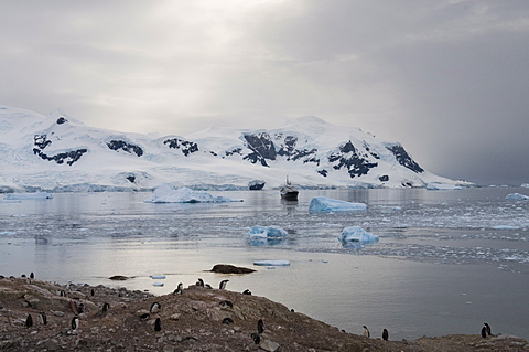 Neko Harbour, Antarctic Peninsula, Antarctica, Polar Regions