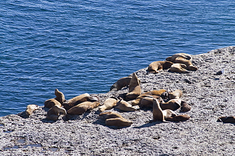 Sea lions at Punta Piramide, Valdes Peninsula, Patagonia, Argentina, South America