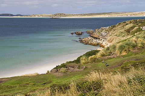 Gypsy Cove, Yorke Bay, Port Stanley, Falkland Islands, South America