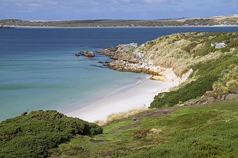 Gypsy Cove, Yorke Bay, Port Stanley, Falkland Islands, South America