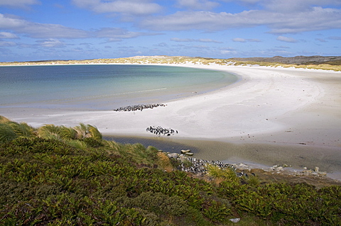 Magellanic penguins, Yorke Bay, Port Stanley, Falkland Islands, South America