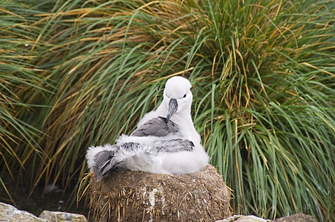 Black browed albatross chick, West Point Island, Falkland Islands, South America