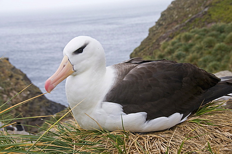 Black browed albatross, West Point Island, Falkland Islands, South America