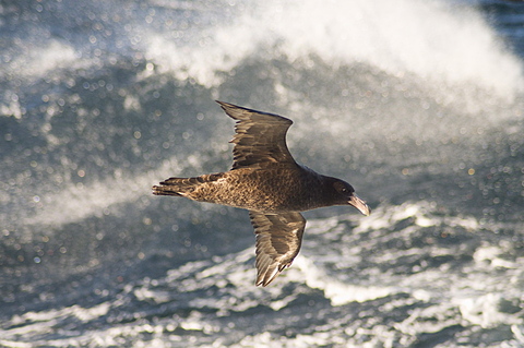 Giant petrel, near Falkland Islands, South Atlantic, South America