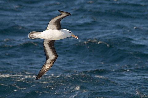 Albatross near Falkland Islands, South Atlantic, South America