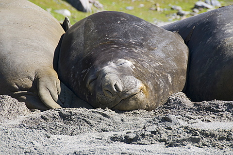 Elephant seals, Moltke Harbour, Royal Bay, South Georgia, South Atlantic