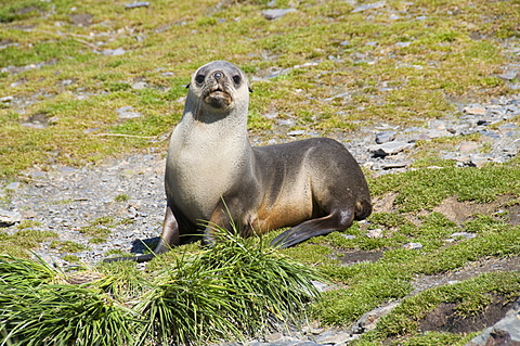 Fur seals, Moltke Harbour, Royal Bay, South Georgia, South Atlantic