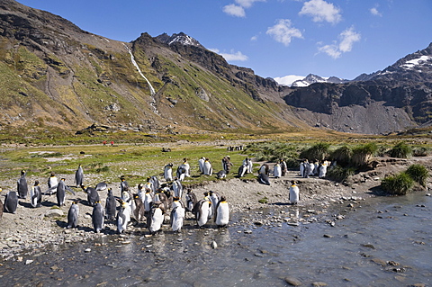 King penguins, Moltke Harbour, Royal Bay, South Georgia, South Atlantic