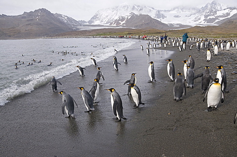 King penguins, St. Andrews Bay, South Georgia, South Atlantic