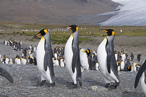 King penguins, St. Andrews Bay, South Georgia, South Atlantic