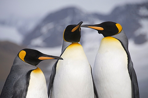 King penguins, St. Andrews Bay, South Georgia, South Atlantic