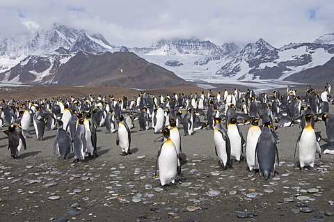 King penguins, St. Andrews Bay, South Georgia, South Atlantic