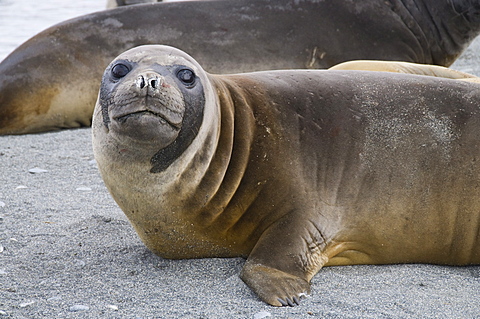 Fur seal, St. Andrews Bay, South Georgia, South Atlantic