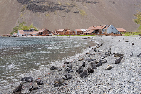 Fur seals in front of old whaling station at Stromness Bay, South Georgia, South Atlantic