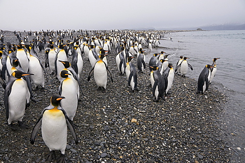 King penguins, Salisbury Plain, South Georgia, South Atlantic