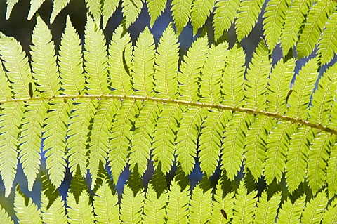 Ferns